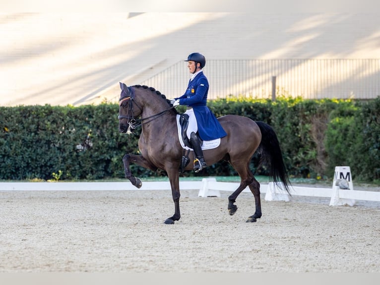 Lusitanos Caballo castrado 13 años 161 cm Negro in Santa Perpetua de Mogoda