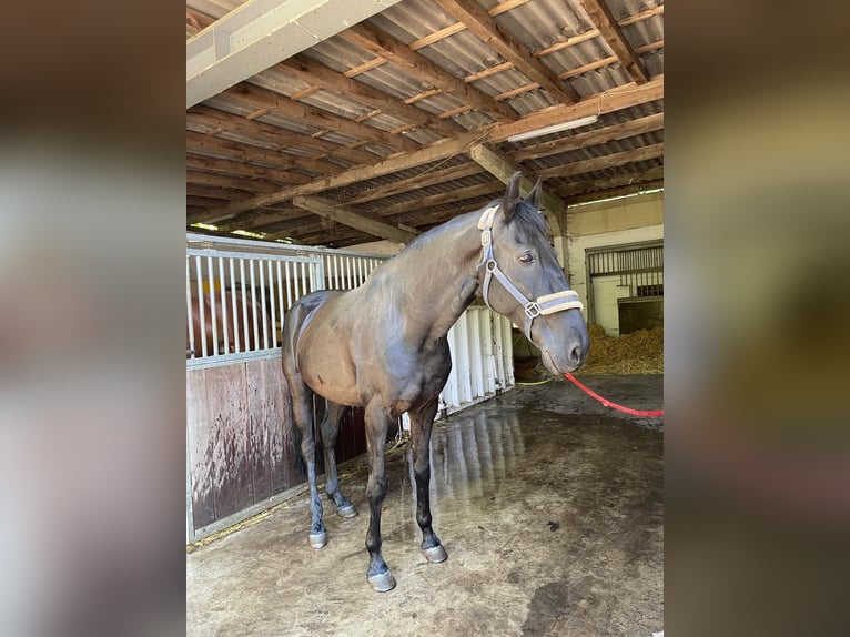 Lusitanos Caballo castrado 13 años 165 cm Negro in Hemmental