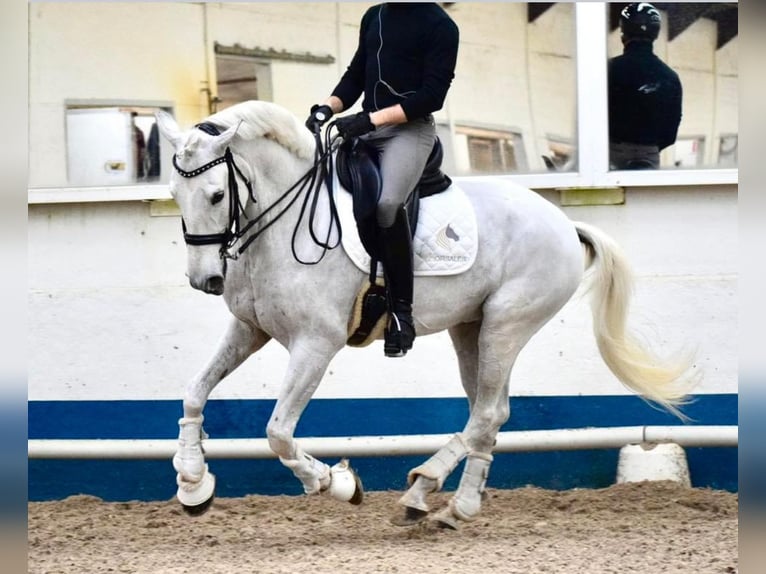 Lusitanos Caballo castrado 13 años 165 cm White/Blanco in Rombas