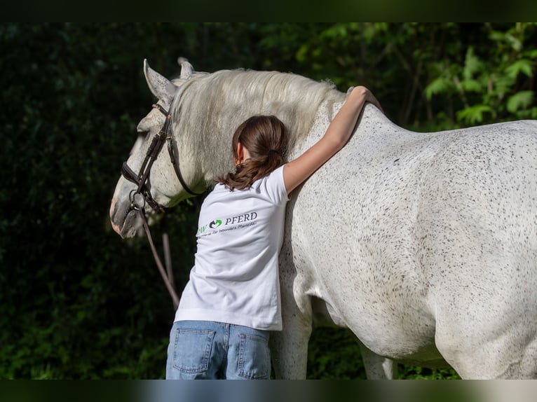 Lusitanos Caballo castrado 13 años 166 cm Tordo picazo in Zolling