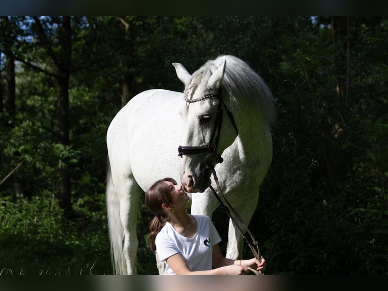 Lusitanos Caballo castrado 13 años 166 cm Tordo picazo in Zolling