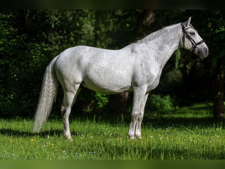 Lusitanos Caballo castrado 13 años 166 cm Tordo picazo in Zolling