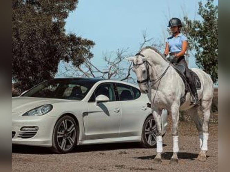 Lusitanos Mestizo Caballo castrado 13 años 167 cm Tordo in Badajoz