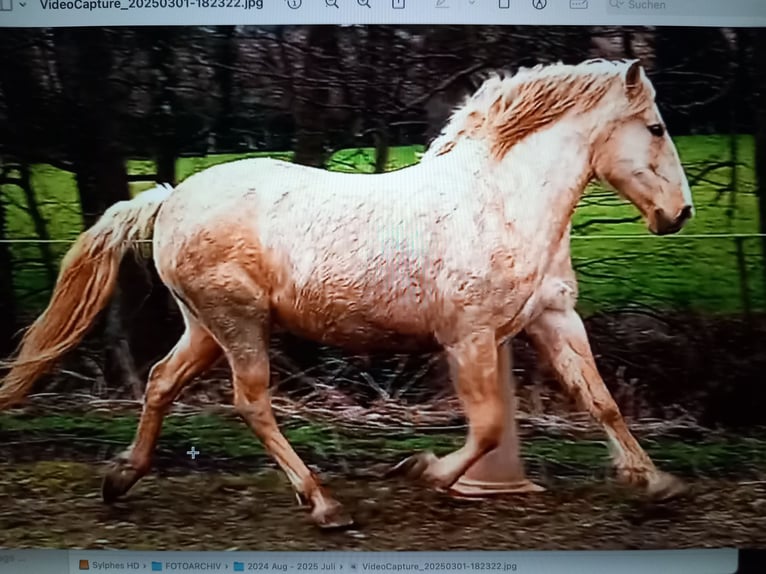 Lusitanos Mestizo Caballo castrado 13 años 170 cm Bayo in Bleienbach