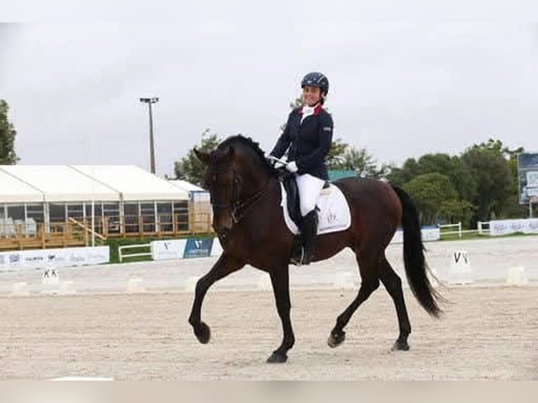 Lusitanos Caballo castrado 13 años 170 cm Castaño in Almancil