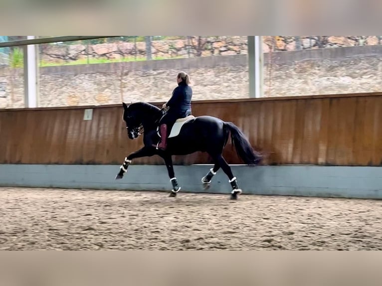 Lusitanos Caballo castrado 13 años 170 cm Negro in Porto