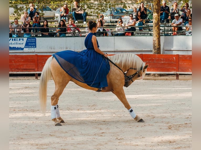 Lusitanos Mestizo Caballo castrado 13 años 170 cm Palomino in Santok