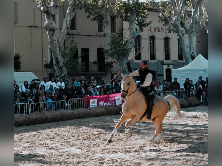 Lusitanos Mestizo Caballo castrado 13 años 170 cm Palomino in Santok
