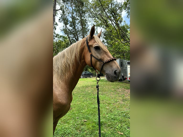 Lusitanos Caballo castrado 13 años 170 cm Palomino in Boo De Pielagos