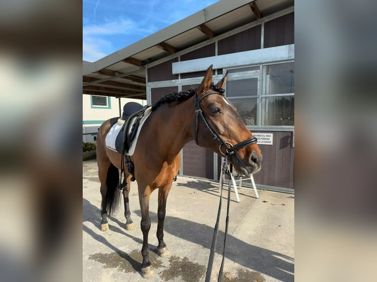 Lusitanos Caballo castrado 14 años 155 cm Castaño in Heras-Cantabria