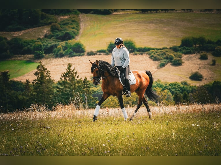 Lusitanos Caballo castrado 14 años 155 cm Castaño in Nettersheim
