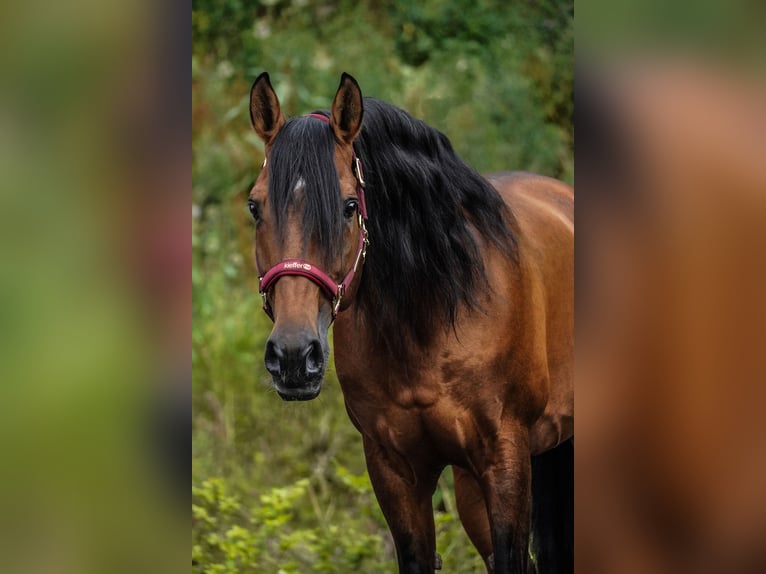 Lusitanos Caballo castrado 14 años 155 cm Castaño in Nettersheim
