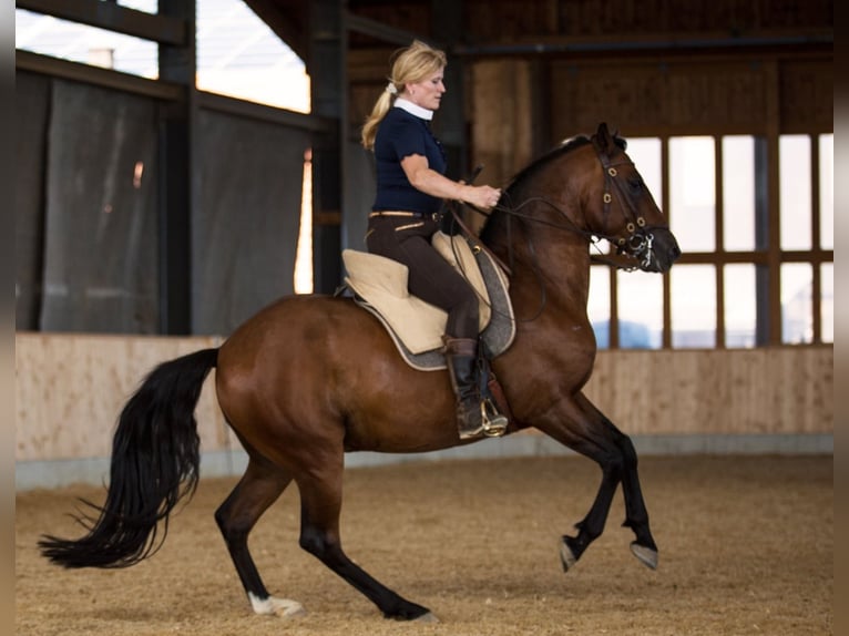 Lusitanos Caballo castrado 14 años 158 cm Castaño in Goldingen