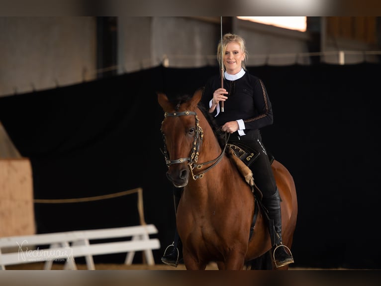 Lusitanos Caballo castrado 14 años 158 cm Castaño in Goldingen