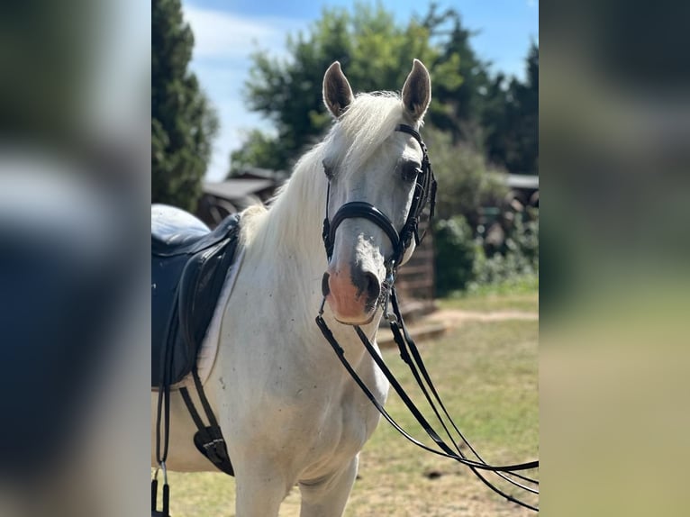 Lusitanos Caballo castrado 14 años 159 cm Tordo in Grajera