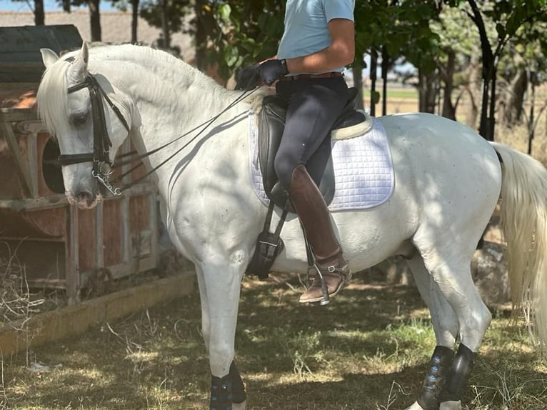 Lusitanos Caballo castrado 14 años 159 cm Tordo in Grajera