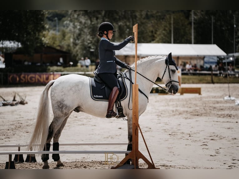 Lusitanos Caballo castrado 14 años 162 cm Tordo in Stallarholmen