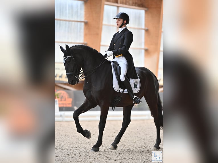 Lusitanos Caballo castrado 14 años 163 cm in Vodskov