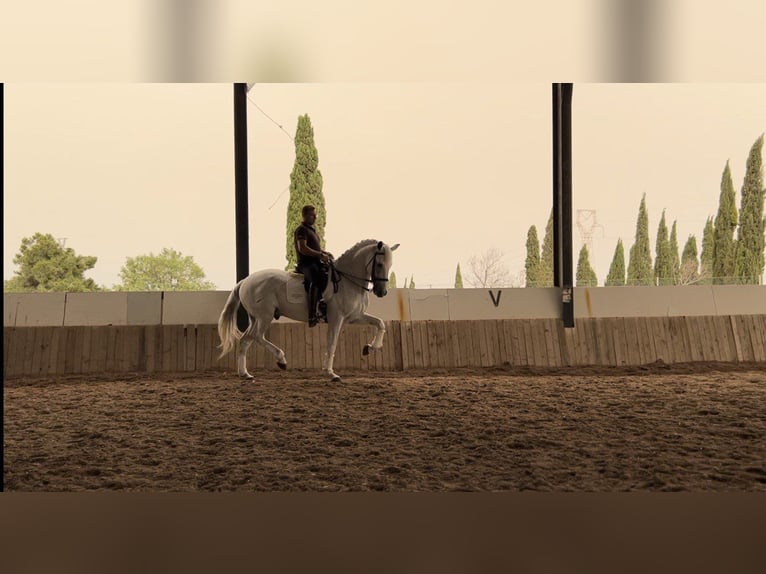 Lusitanos Caballo castrado 14 años 166 cm Tordo in Miranda