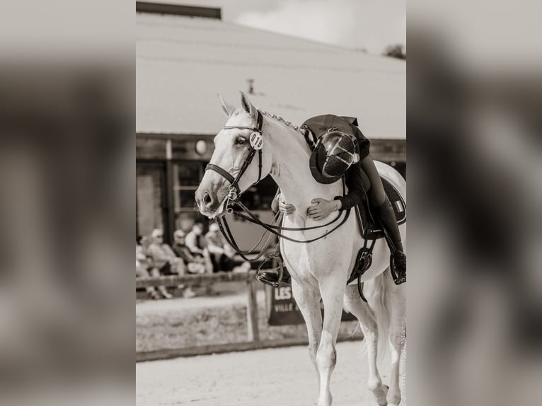 Lusitanos Caballo castrado 14 años 168 cm Tordo in Ain