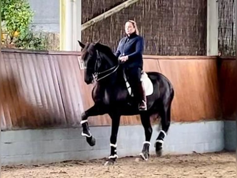 Lusitanos Caballo castrado 14 años 170 cm Negro in Porto