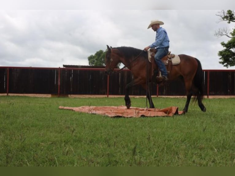 Lusitanos Caballo castrado 15 años 152 cm Castaño rojizo in Grand Saline TX