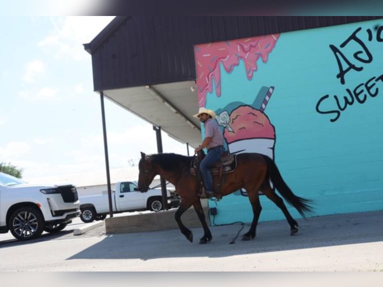 Lusitanos Caballo castrado 15 años 152 cm Castaño rojizo in Grand Saline TX