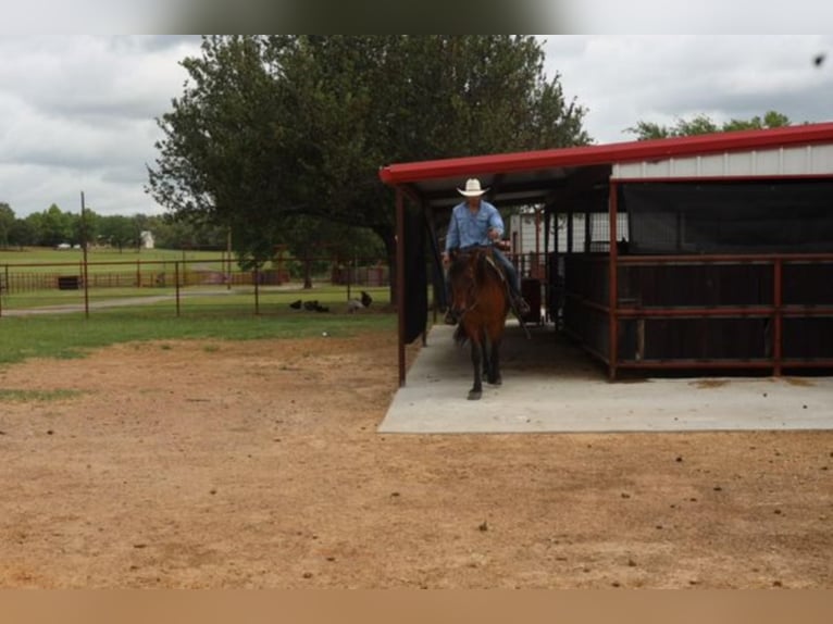 Lusitanos Caballo castrado 15 años 152 cm Castaño rojizo in Grand Saline TX