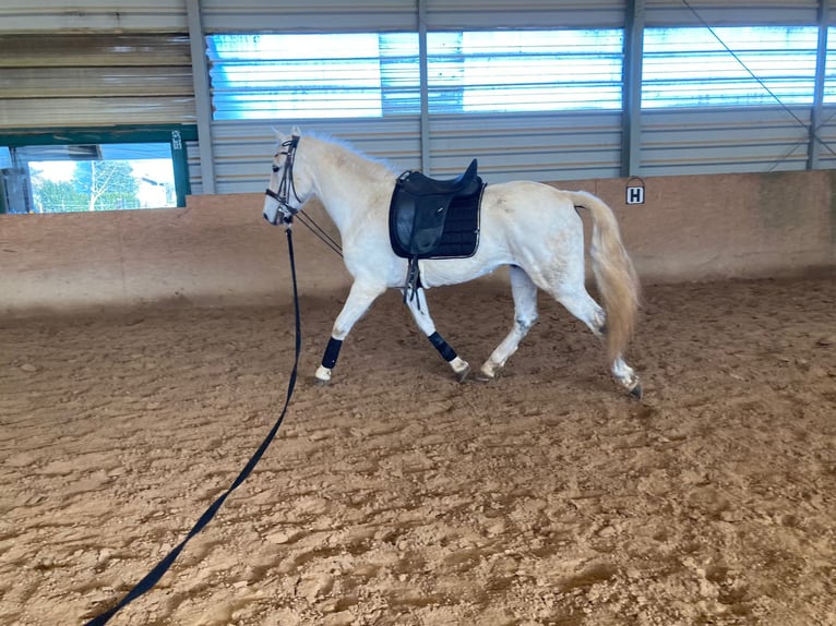 Lusitanos Mestizo Caballo castrado 15 años 154 cm Tordo in Niddatal