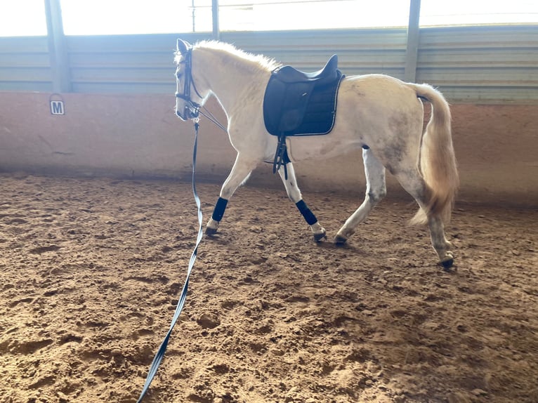 Lusitanos Mestizo Caballo castrado 15 años 154 cm Tordo in Niddatal