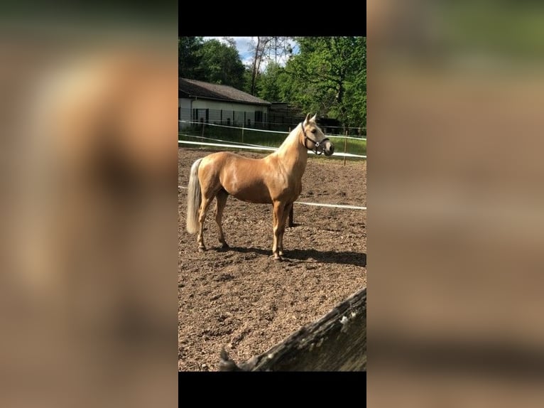 Lusitanos Caballo castrado 15 años 158 cm Palomino in Speyer