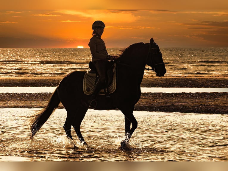 Lusitanos Caballo castrado 15 años 159 cm Negro in Bredene