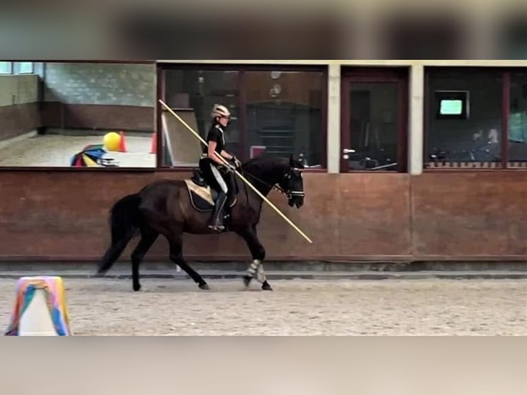 Lusitanos Caballo castrado 15 años 159 cm Negro in Bredene
