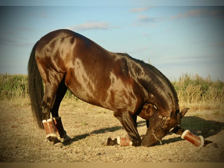 Lusitanos Caballo castrado 15 años 159 cm Negro in Bredene