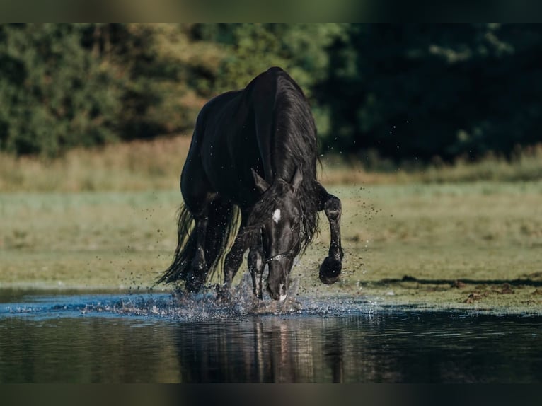 Lusitanos Caballo castrado 15 años 159 cm Negro in Bredene