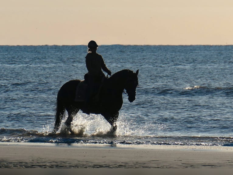 Lusitanos Caballo castrado 15 años 159 cm Negro in Bredene