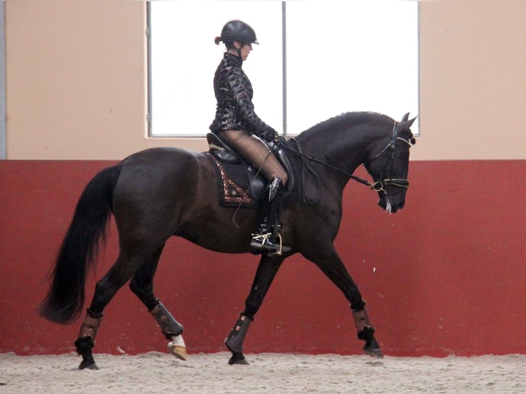 Lusitanos Caballo castrado 15 años 159 cm Negro in Bredene
