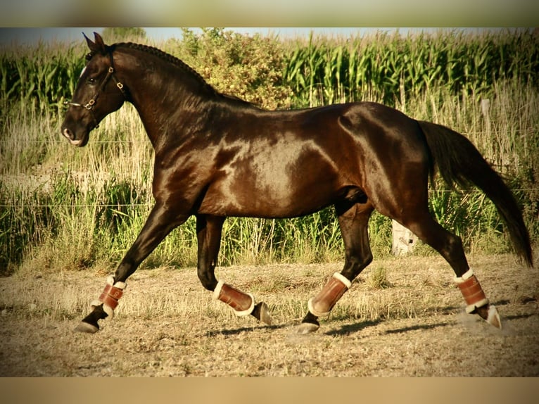 Lusitanos Caballo castrado 15 años 159 cm Negro in Bredene