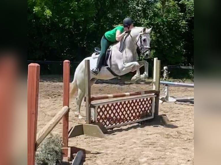 Lusitanos Caballo castrado 15 años 163 cm Tordo picazo in South Lyon