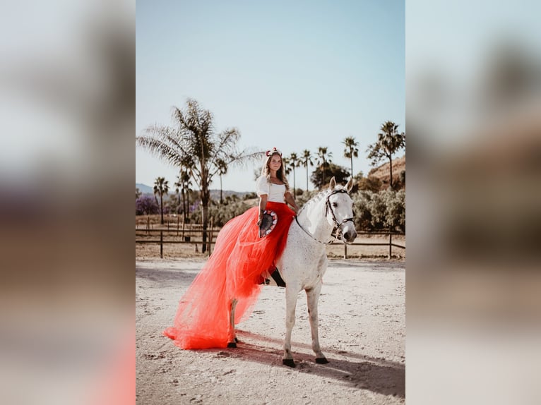 Lusitanos Caballo castrado 15 años 164 cm White/Blanco in Malaga