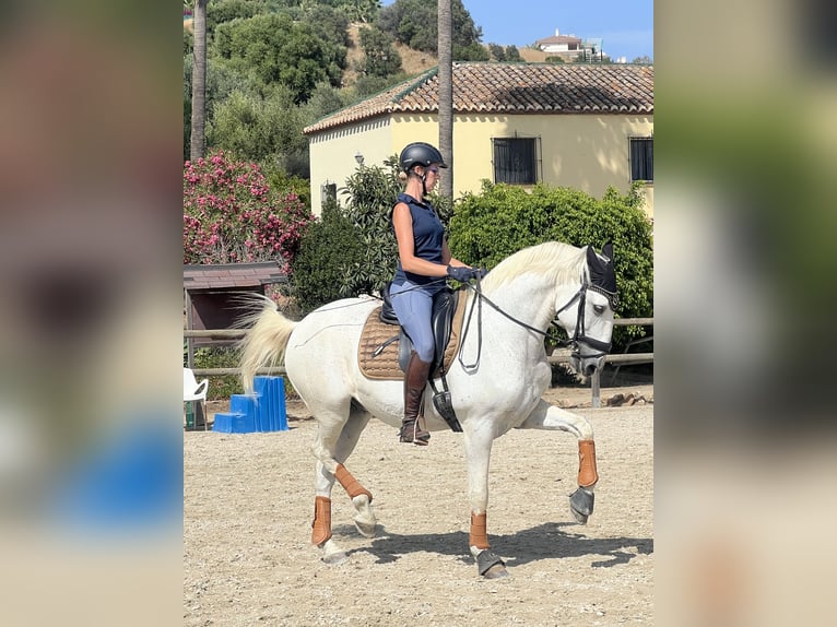 Lusitanos Caballo castrado 15 años 164 cm White/Blanco in Malaga