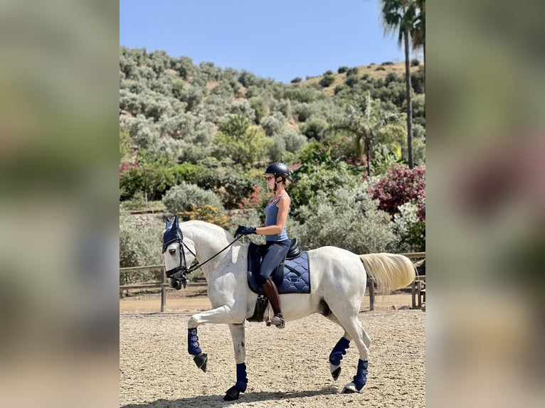 Lusitanos Caballo castrado 15 años 164 cm White/Blanco in Malaga