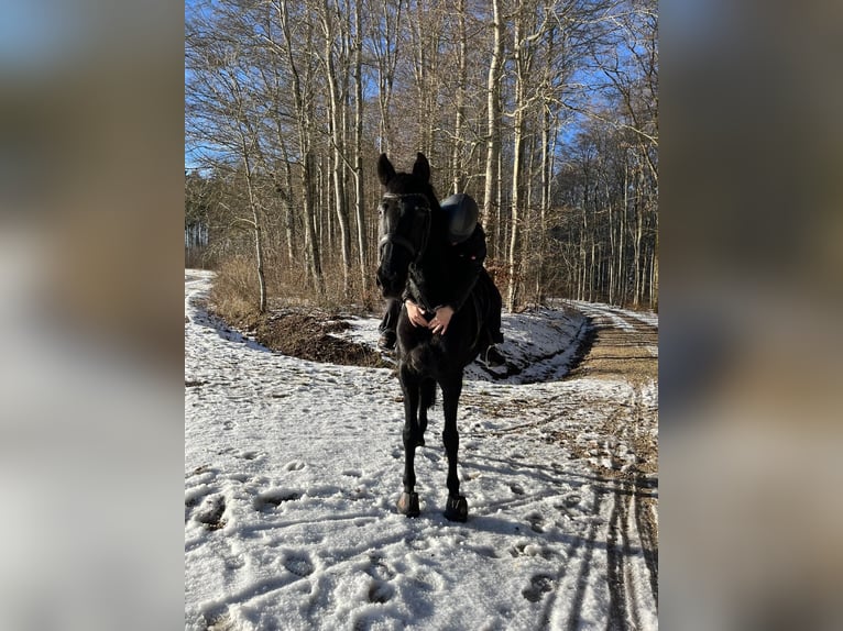 Lusitanos Caballo castrado 15 años 165 cm Negro in Hemmental