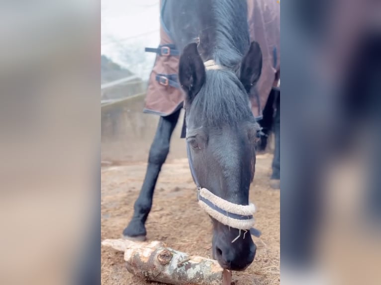 Lusitanos Caballo castrado 15 años 165 cm Negro in Hemmental