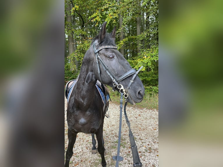 Lusitanos Caballo castrado 15 años 165 cm Negro in Hemmental