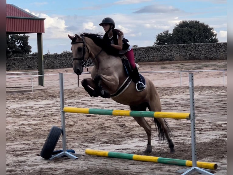 Lusitanos Mestizo Caballo castrado 15 años 166 cm Castaño rojizo in Madrid