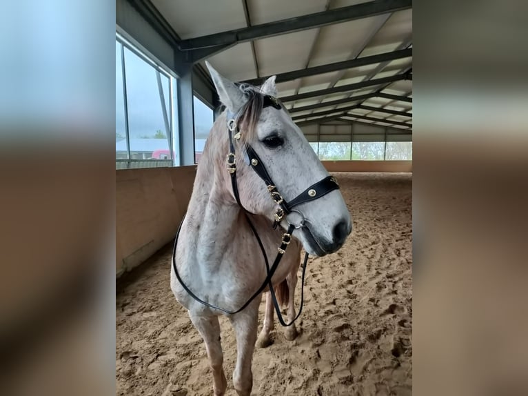 Lusitanos Caballo castrado 16 años 145 cm Tordo picazo in Bad Münstereifel