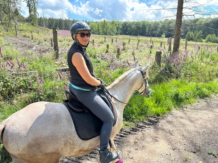 Lusitanos Caballo castrado 16 años 145 cm Tordo picazo in Bad Münstereifel