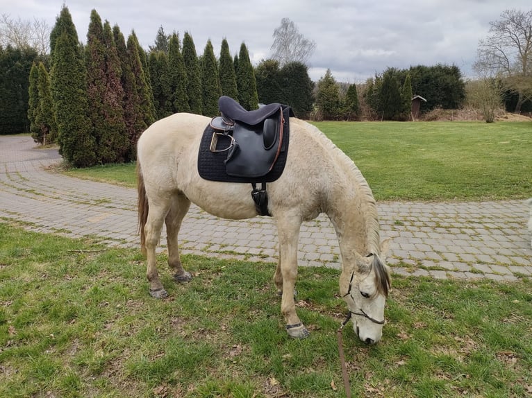 Lusitanos Caballo castrado 16 años 145 cm Tordo picazo in Bad Münstereifel