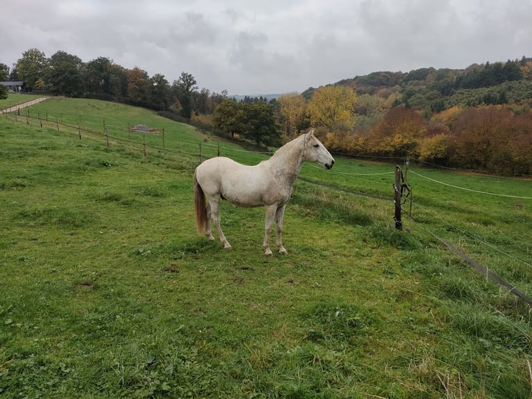 Lusitanos Caballo castrado 16 años 145 cm Tordo picazo in Bad Münstereifel